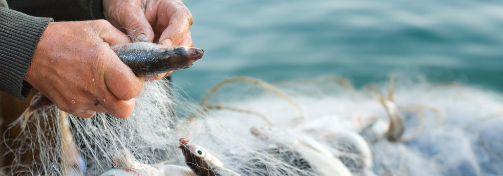 Pescador sacando peces de una red en el mar