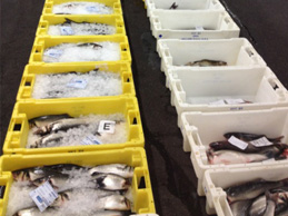 Cajas de distribución de pescado congelado