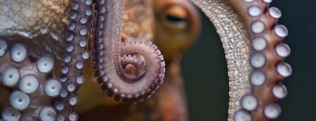 pulpo